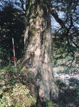 粟原の三本杉とカヤの木