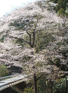 高日向下のエゾヒガン桜