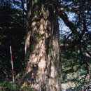 三本杉とカヤの木