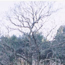 二俣の栗の木