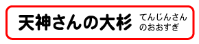 天神さんの大杉